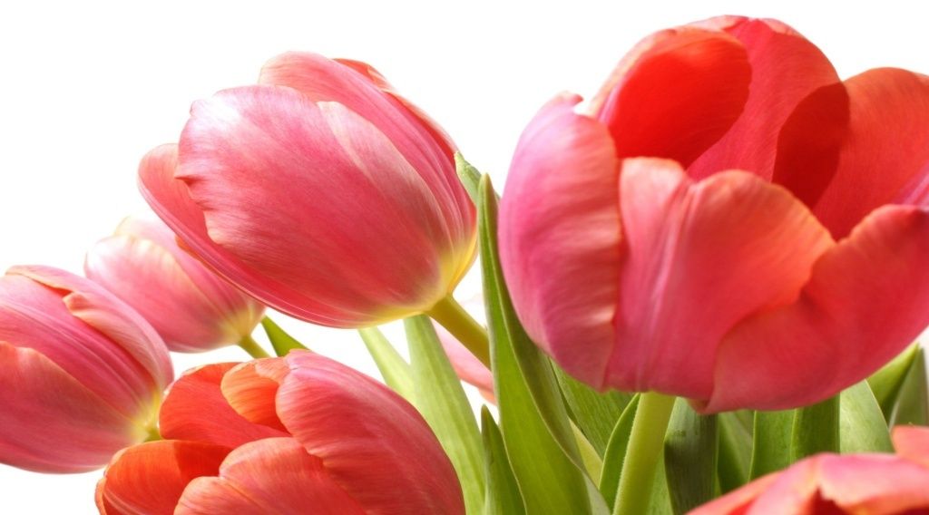 Центр легковых прицепов и фаркопов АРИВА - график работы на 8 марта 2017. Продажа прицепов и фаркопов по всей России. Запчасти для легковых прицепов. Фаркопы.